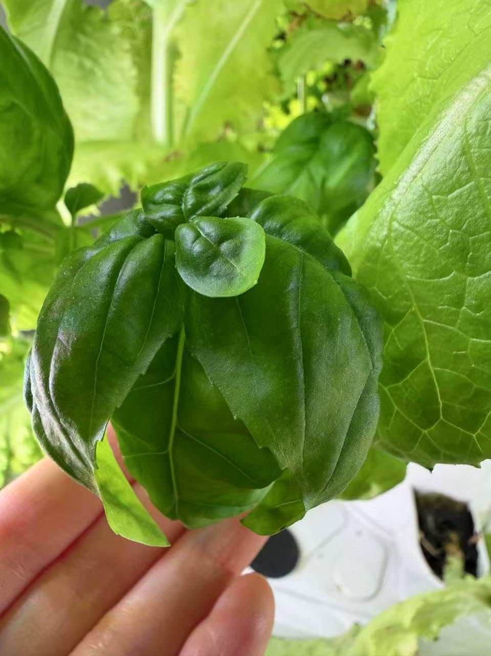 Hydroponics Growing System, 30-Plant Indoor Hydroponic Tower with Pump System, Plants Germination Kit, Smart Aeroponic Herb Garden, Vertical Hydroponic System for Gardening Lover (No Seed) customer photo 1