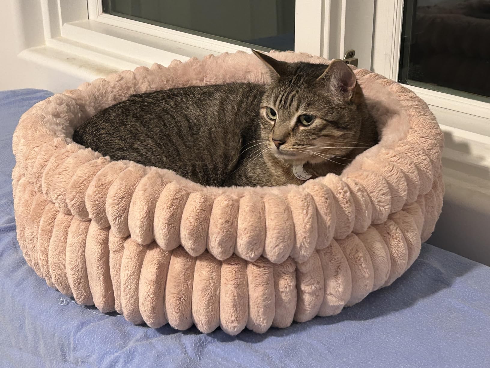 BALANCE Donut Dog Bed, 36 Inches Round Dog Bed Large Size Dogs Washable, Orthopedic Calming Dogs Beds for Kitten, Fluffy Plush Faux Fur Pet Bed with Anti-Slip Bottom customer photo 2