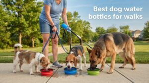 Best dog water bottles for walks
