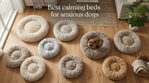 Best calming beds for anxious dogs