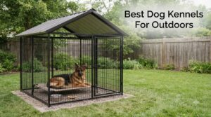 Best Dog Kennels For Outdoors