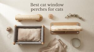 Best cat window perches for cats