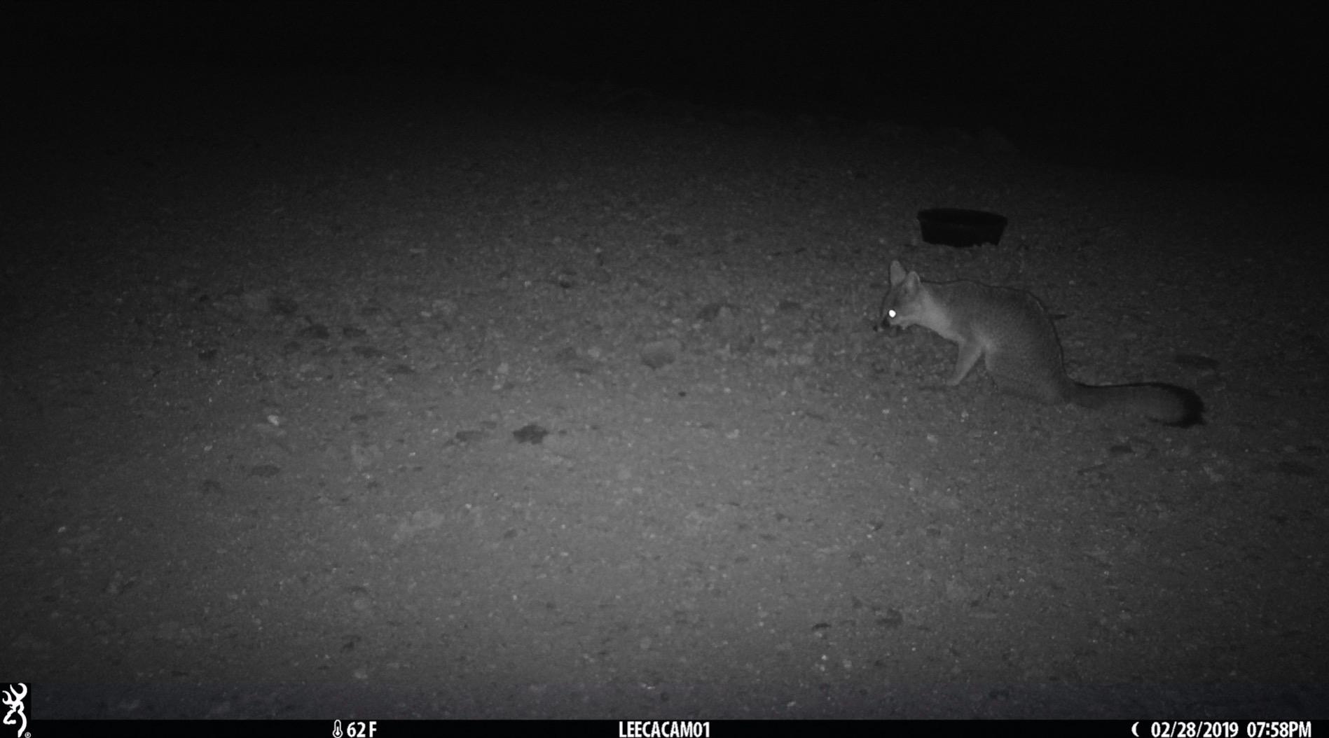 BLAZEVIDEO Trail Camera 64MP 1296P Video 940nm No-Glow Night Vision customer photo 1