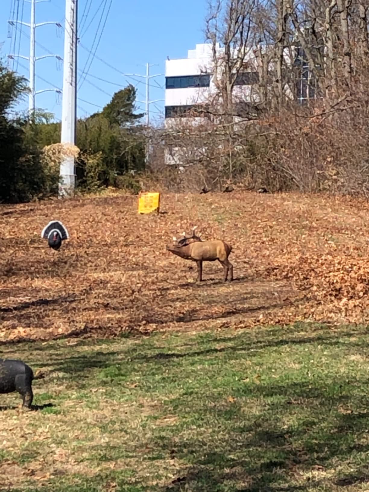Rinehart 1/3 Scale Woodland Elk Target customer photo 2