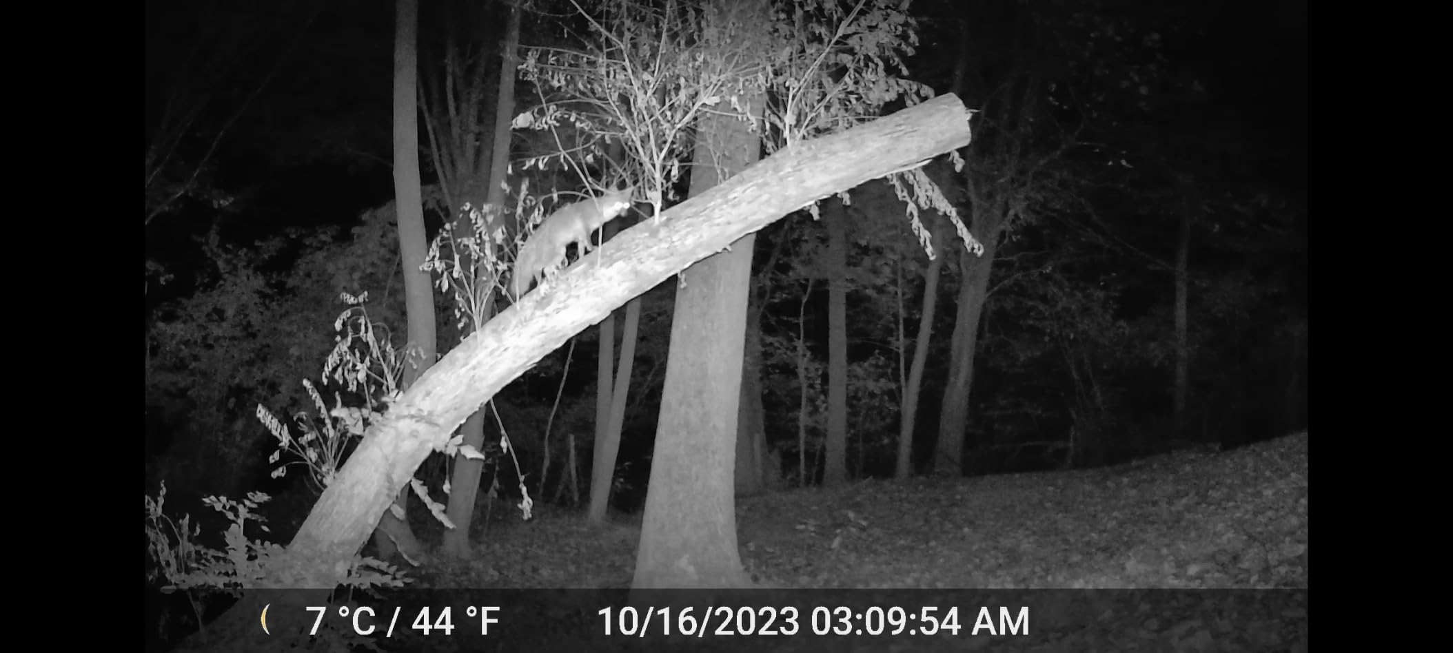 SD Card Reader for Android - Type C USB Trail Camera Viewer by BoneView - Backup Play Save and Share Deer Hunting Photo & Video from Game Cam Memory Chips on Most USB-C Smart Phones customer photo 2