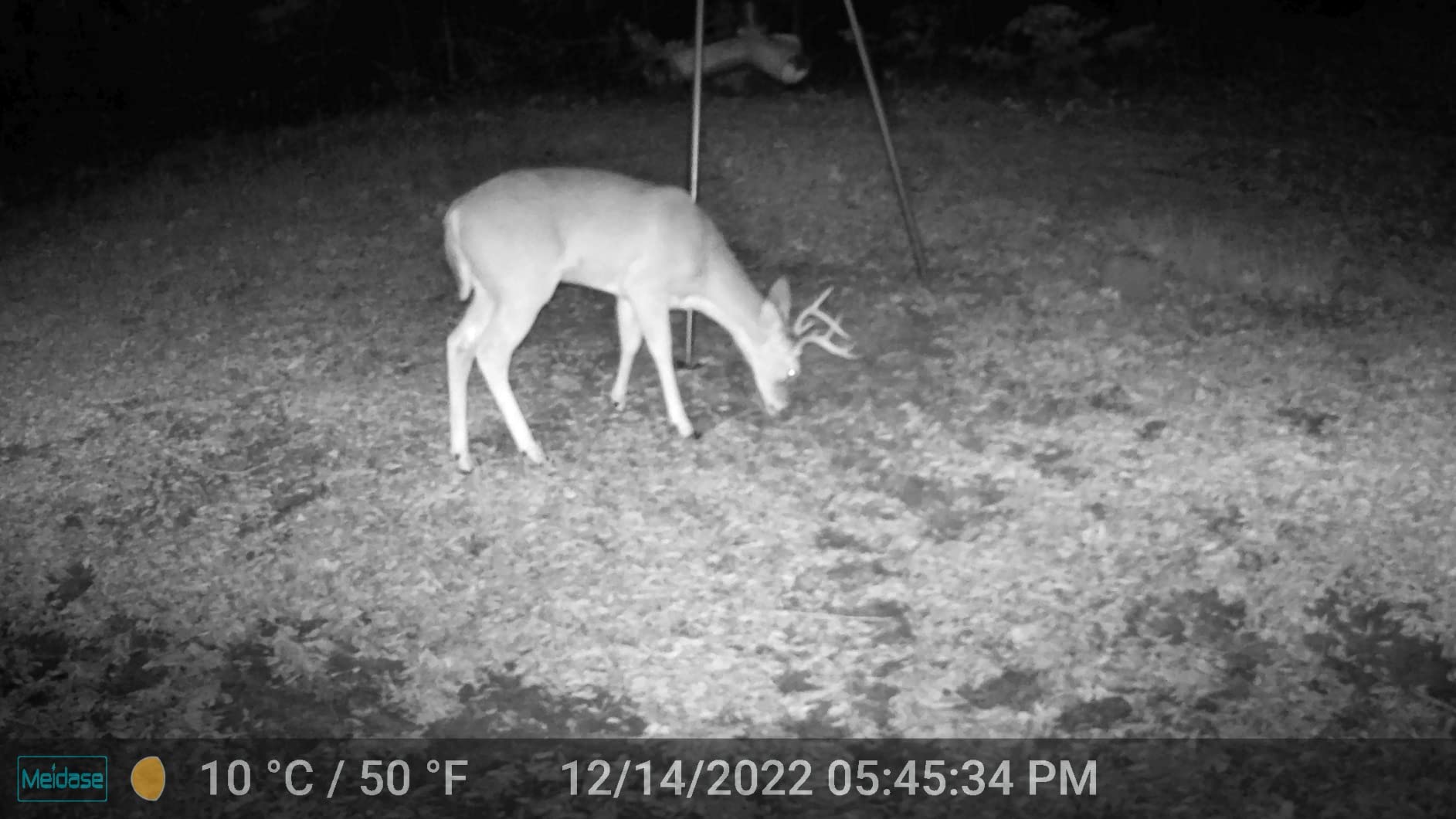 Meidase P60 Pro Trail Camera, 2K 48MP, Clear 100ft Night Vision Motion Activated, Hunting Game Camera with Fast 0.1s Trigger Speed, IP66 Waterproof customer photo 2